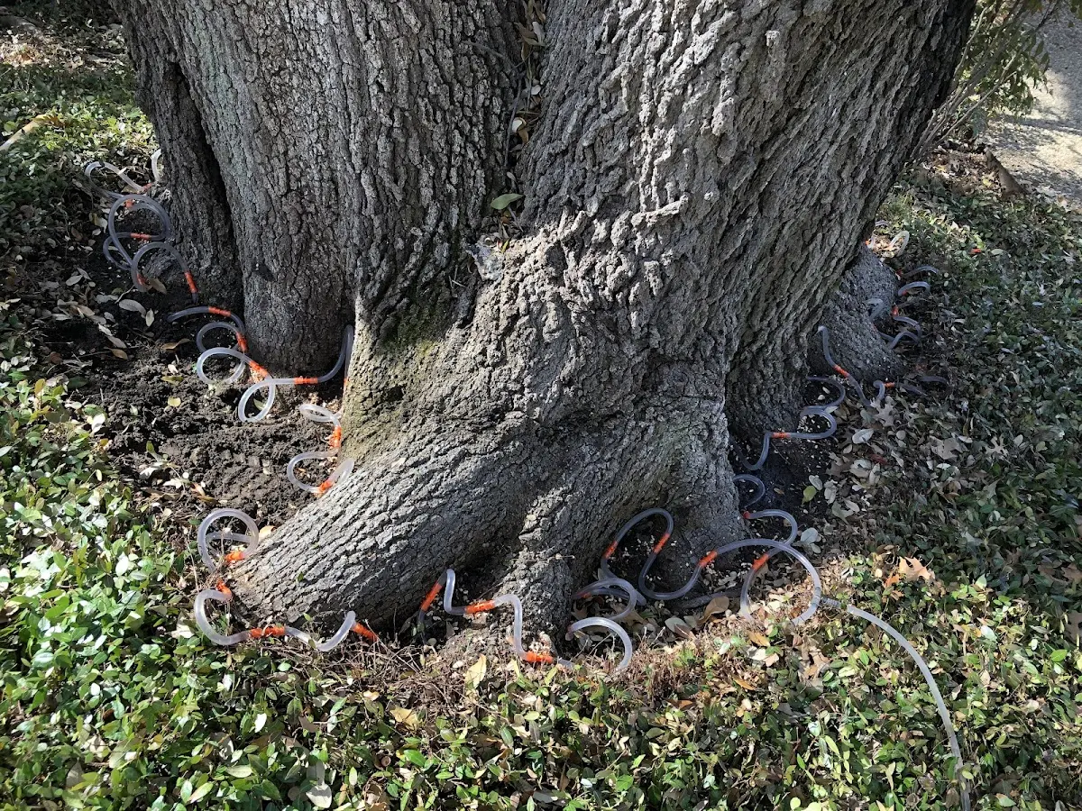 Detailed Tree Cabling and Bracing job site in Grand Coteau