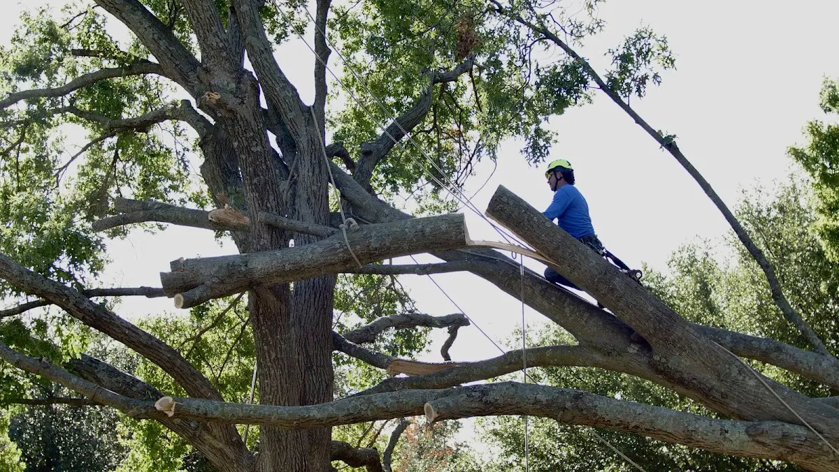 Professional Crown Thinning performed by certified arborists in Grand Coteau