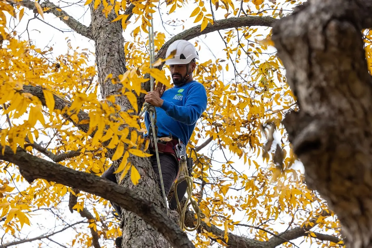 Skilled Tree Pruning crew working in Grand Coteau
