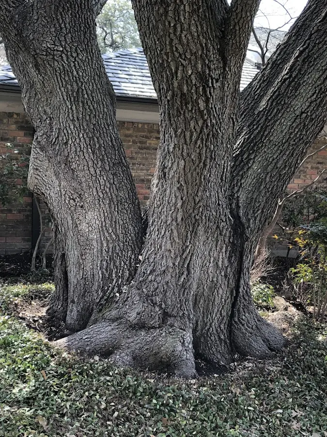 Mature heritage tree close to a Grand Coteau property cared for by certified arborists
